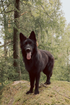 Brain Training for Dogs