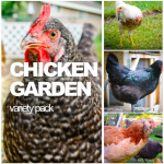 CHICKEN GARDEN Variety Pack