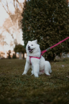 #1 Primal Nutrients For Pet Health