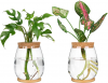User friendly Hydroponic to grow flower and hebs, for Office Table and Home Decor. Ideal gift for Birthday or Women. Only $16.90