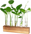 User friendly Hydroponic to grow flower and hebs, for Office Table and Home Decor, or Birthday Gifts for Women, Only $9.99