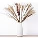 Natural Dried Pampas