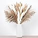 Dried Flowers Pampas