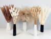 150 Pieces of White and Brown Pampas Grass
