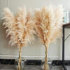 40" Natural Pampas Grass