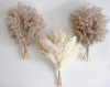30 PCS Pampas Grass