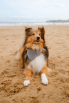 Descarga la Guía de playas caninas 🐶
