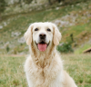 Seguro Veterinario -25€ > Cód: ALBAYCLAIRE