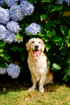 Mapas Gratis: viajar con perro 🗺️