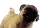 Juju’s dog sitting