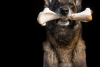 Power Maryland Dog Bite Lawyers on Wordpress