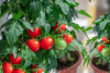 Grow Your Own Tomato