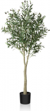 Olive tree
