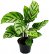 Calathea leafs