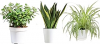 3 Indoor live Plants