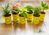 Air Purifying Plants(set of 6)