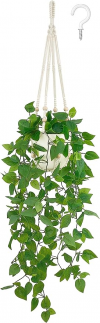 Pothos plant