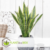 Snakeplant