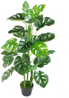 Monstera plant