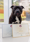 Helen Masters Dog Training