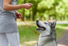 Brain Training for Dogs