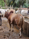 TEMPAHAN LEMBU QURBAN