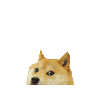 DogeV4