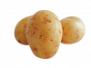 Potato's hq