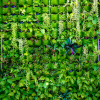 Curso 3 en 1 jardín vertical profesional, cuadros vivos y huertas verticales