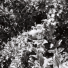 SELVA (NOVO SINGLE)