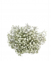 Florist Thomastown