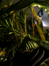 植仔Plantjai CWB Instagram