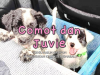 Comot dan Juvie