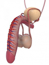 Penis Enlargement Remedy