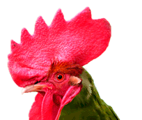 SABUNG AYAM LIVE