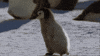 LinuxNext