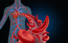 circulation sanguine
