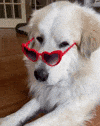BOHO PUPS