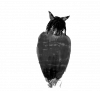✯