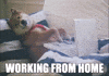 Large Web site desigh-Remote work?