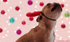 The Dog Trainer's Bible