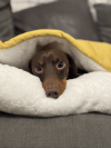 FunnyFuzzy Bed -  use “yyOtto30” to get a huge 30% off!