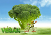 Unleashing the Power of Moringa