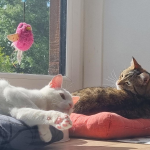 My Cats Evanna & Pickles