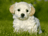 Whats in our eBook:  Learn How To Train Your Dogs Learn How To Train Your Cats How To Build A Friendly Relationship With Your Pets
