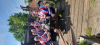 Try a Club & Cafe Ride