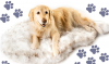 PupRug Orthopedic Dog Bed for Large Dogs with Fluffy Soft Faux Fur and Memory Foam