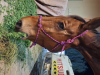 Horse food
