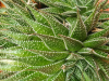 From Plant to Product to You