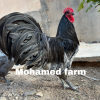 Mohammed Farm